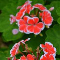 Pelargonium x 'Mr Wren' (2)